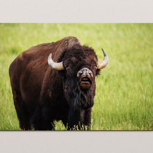 Grand Teton National Park, Wyoming, bison fine wall art photo, home decor, nature photography, unique, gift, funny animals, wildlife, fun