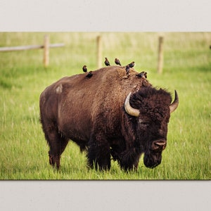 Grand Teton National Park, Wyoming, bison fine wall art photo, home decor, nature photography, unique, gift, funny animals, wildlife, fun