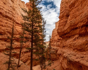 Descarga digital del parque nacional Bryce Canyon, imprima su foto digital, fotografía de viajes, impresión fotográfica, bellas artes de decoración del hogar, Hoodoo