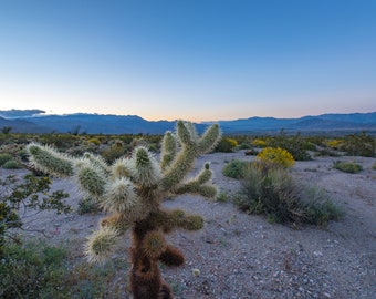 Anza borrego cholla cactus desert digital download, print yourself digital photo, travel photography, photo print, home decor fine art