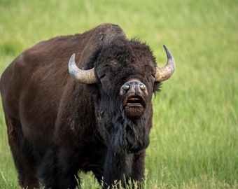 Descarga digital de bisonte norteamericano, imprima su foto digital, fotografía de viajes, impresión de fotografías, bellas artes de decoración del hogar, animales divertidos