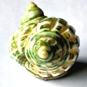 19th-century shell pill or snuff box
