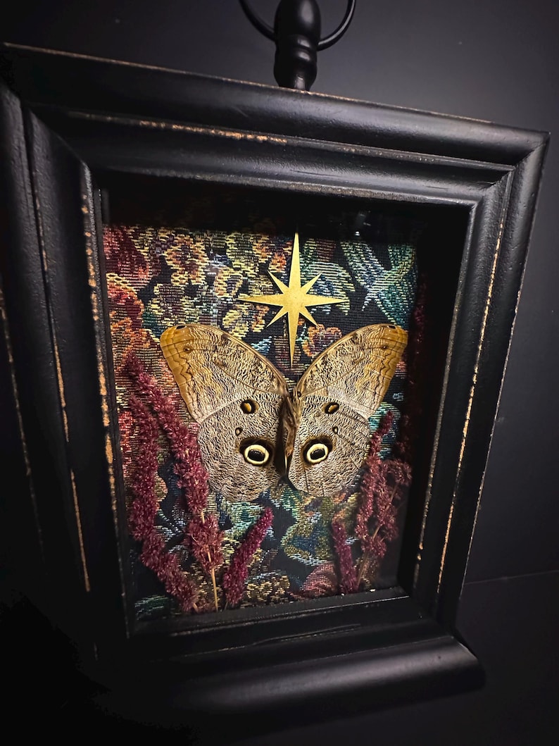 Butterfly Shadowbox Frame Giant Owl Butterfly - Etsy