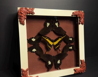 Butterfly Shadowbox Frame King Swallowtail
