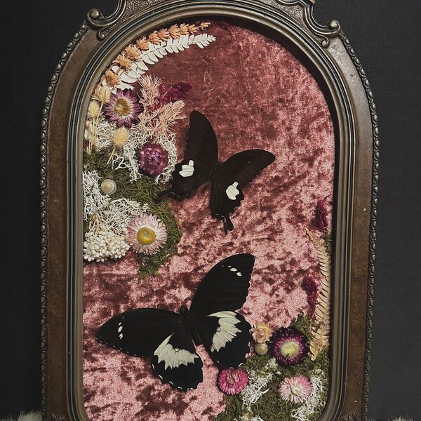 Butterfly Antique bubble frame/oddities/convex/ taxidermy