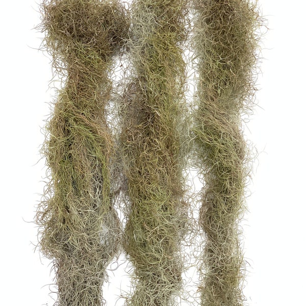 Spanish Moss Live Strands with Wire Hook Air Plants Tillandsia Usneoides Wild Caught in Florida Organic