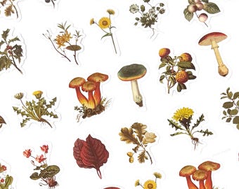 May include: A collection of vintage-style stickers featuring botanical illustrations. The stickers depict various plants, including mushrooms, flowers, and leaves, in shades of red, yellow, green, and brown. The stickers are on a white background.
