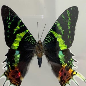 Shadow Box Framed Madagascar Sunset Moth (Urania Ripheus)