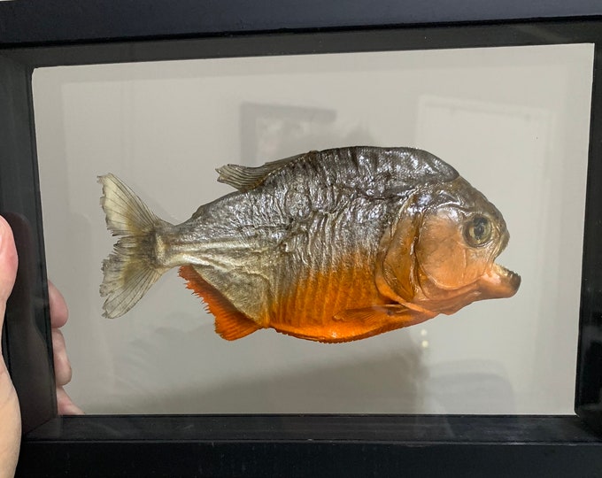 Real Framed Preserved Piranha, Ethically Sourced - Etsy