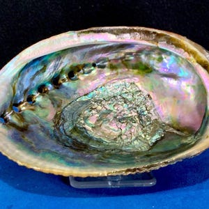 Mesmerizing Abalone Shell with Display Stand