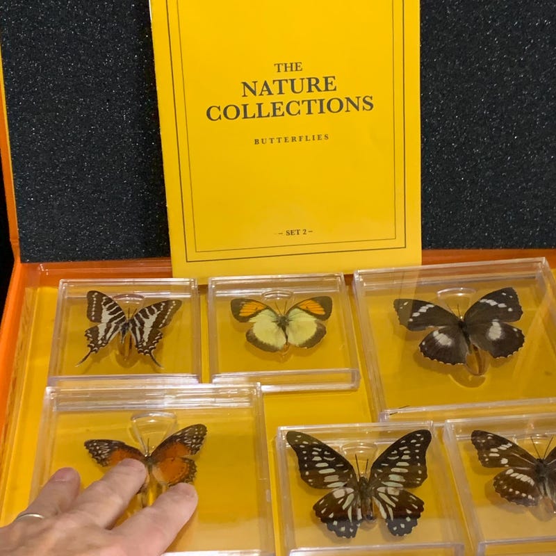 Butterfly Collection - Etsy