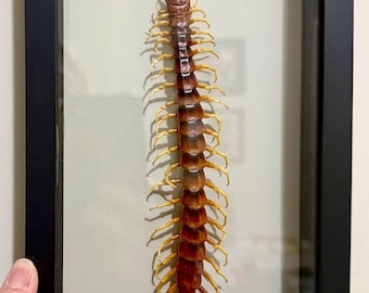 Shadow Box Scolopendra gigantea (Giant Centipede) Ethically Sourced