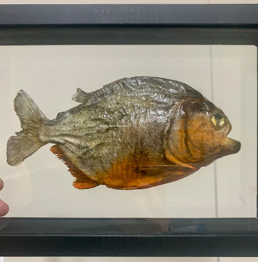 Real Framed Preserved Piranha, Ethically Sourced - Etsy