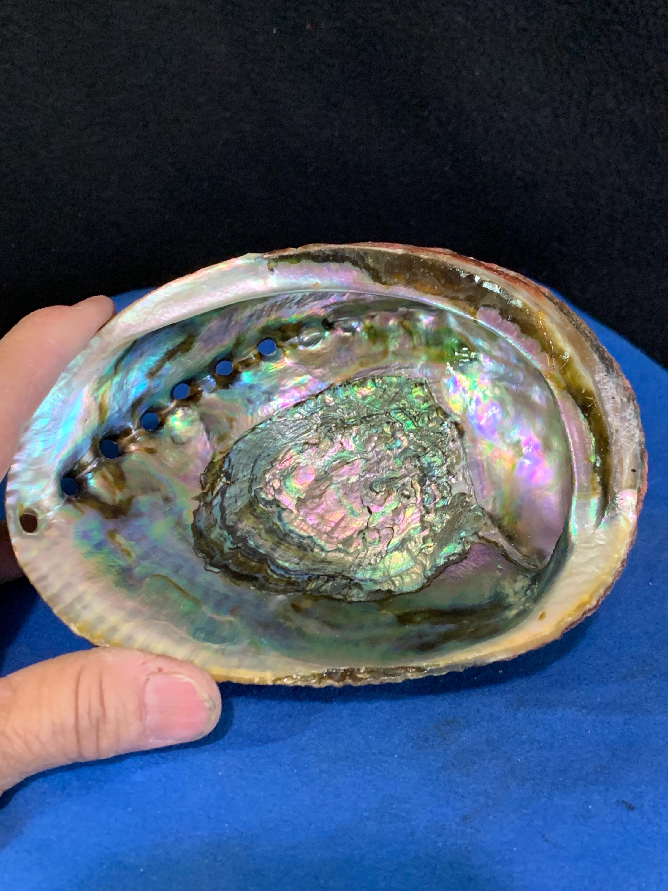 Mesmerizing Abalone Shell With Display Stand - Etsy