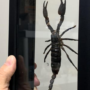 Shadow Box Forest Scorpion (Heterometrius Laoticus) Ethically Sourced