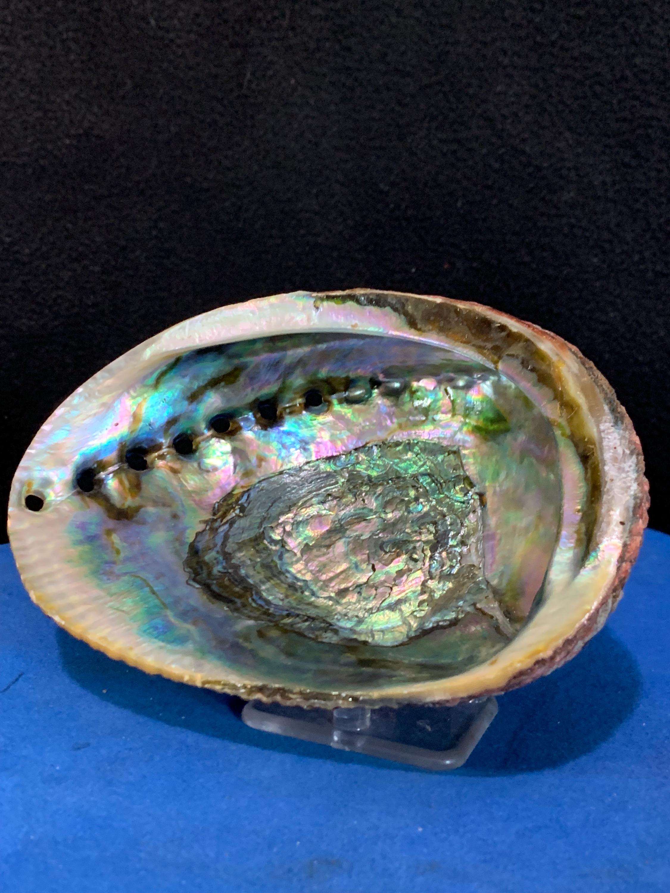 Mesmerizing Abalone Shell With Display Stand - Etsy