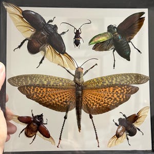 May include: A framed insect display featuring various beetles and a grasshopper. The insects are preserved and arranged against a white background. The insects have brown, black, and green bodies with detailed wings. The frame is black.