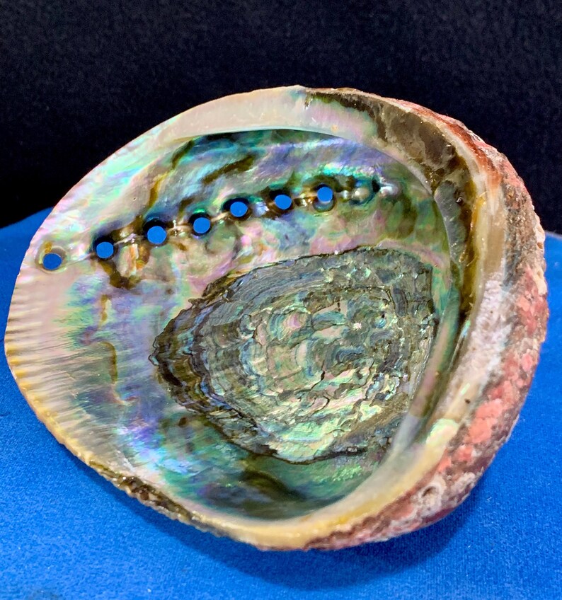 Mesmerizing Abalone Shell With Display Stand - Etsy