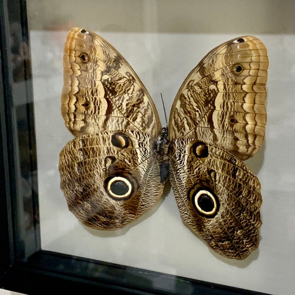 Shadow Box Framed Caligo SP "Owl Butterfly" Entomology Collection.