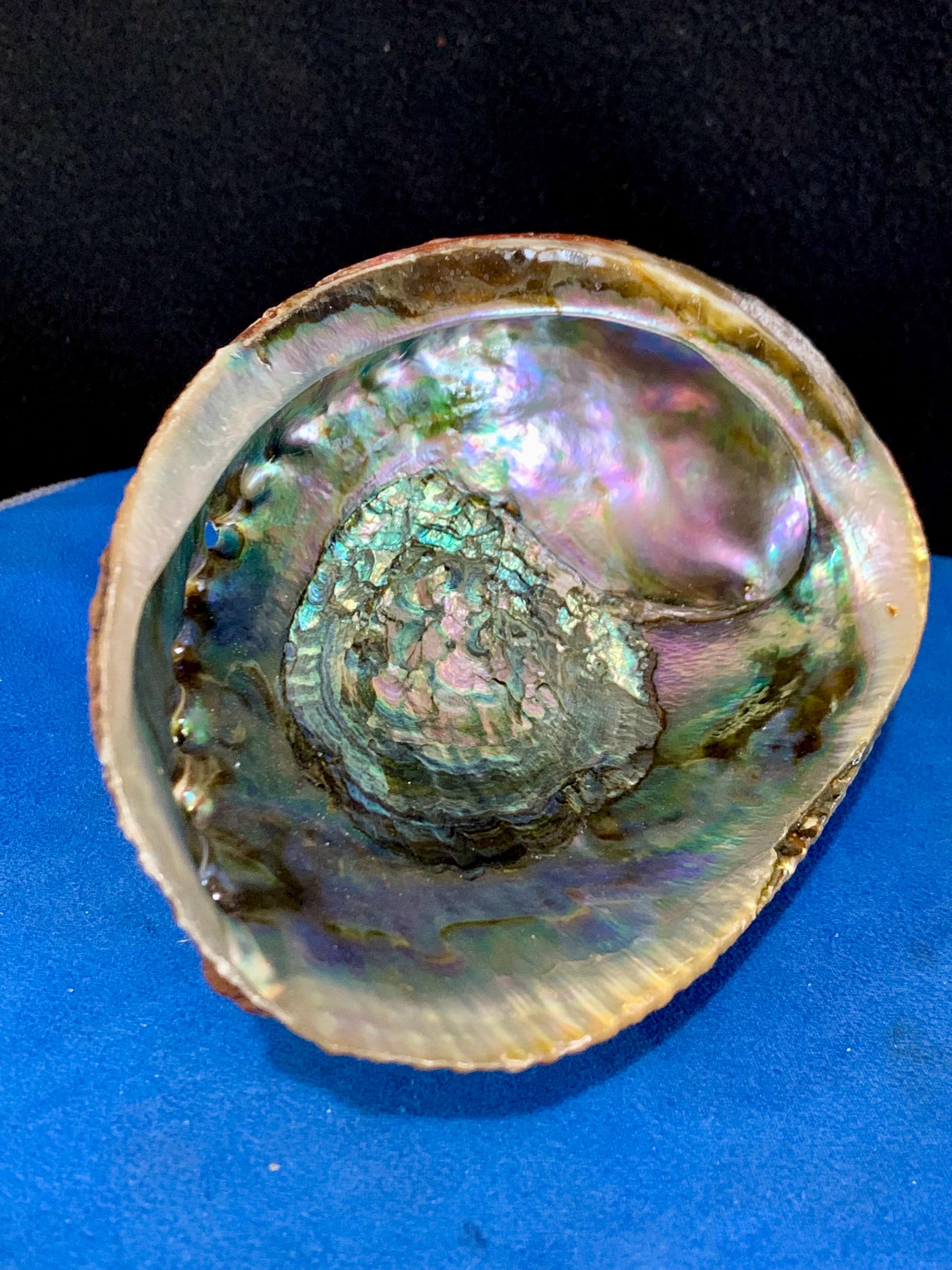 Mesmerizing Abalone Shell With Display Stand - Etsy