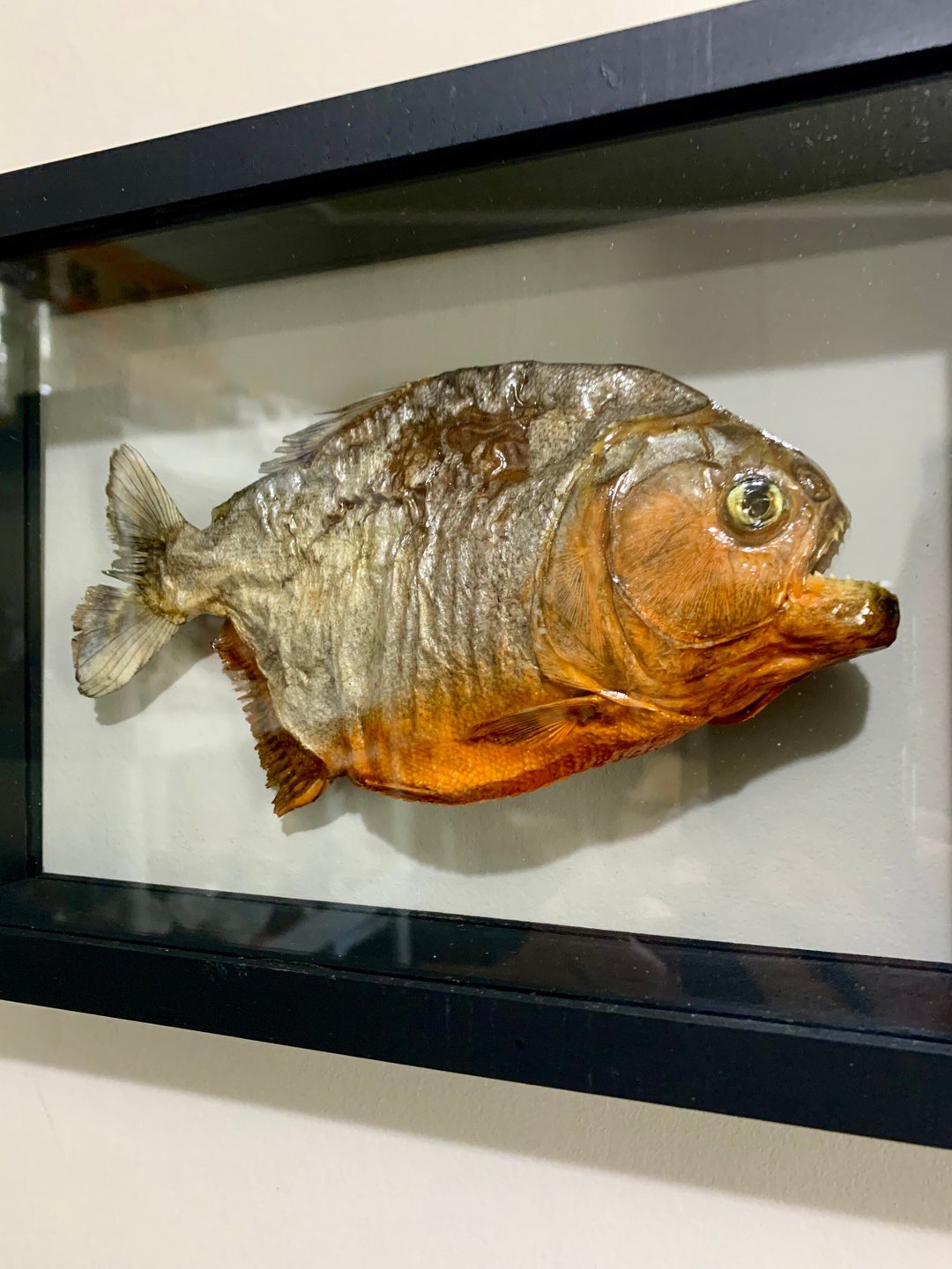 Real Framed Preserved Piranha, Ethically Sourced - Etsy