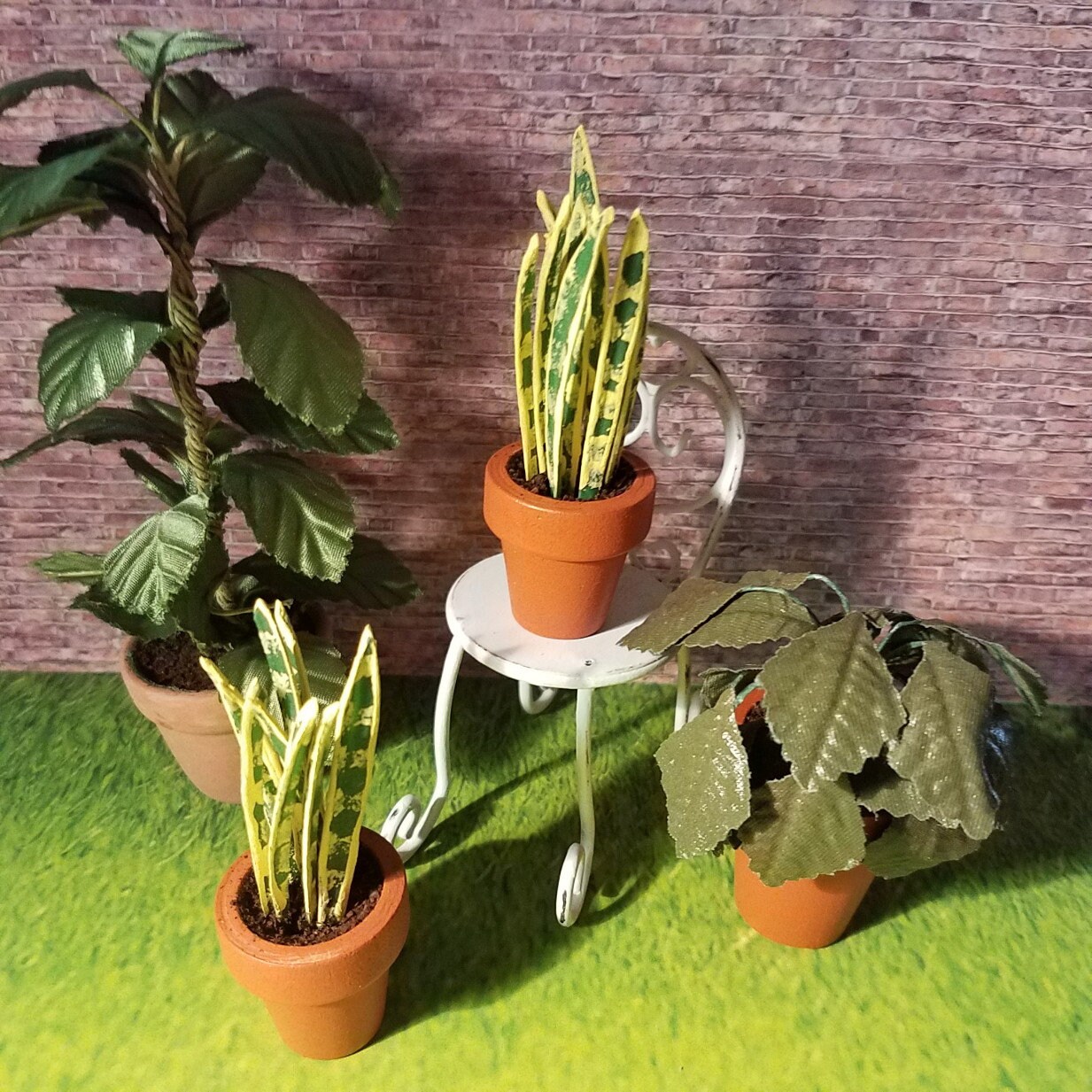 Miniature House Plant Snake Plant Sansaveria 112 Artisan