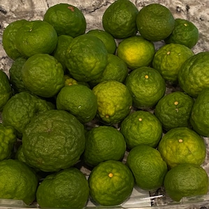 12 Kaffir Limes Approximately 1lb Of Kaffir Lime Fruits Fresh Picked From St Augustine Florida
