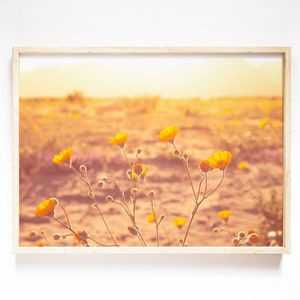 May include: A framed photograph of a field of yellow wildflowers in a desert landscape at sunset. The flowers are in focus, while the background is blurred and out of focus.