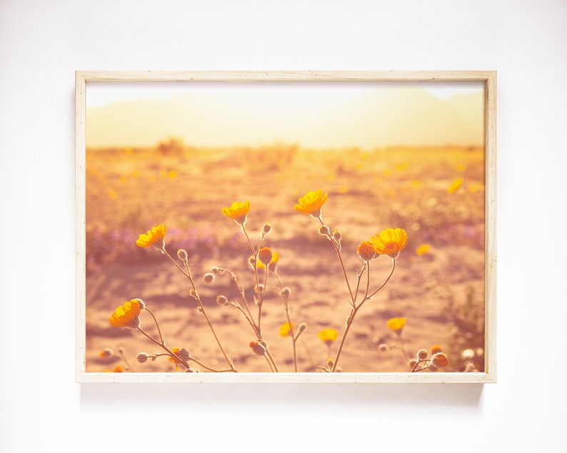 May include: A framed photograph of a field of yellow wildflowers in a desert landscape at sunset. The flowers are in focus, while the background is blurred and out of focus.