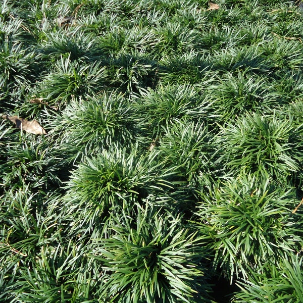 Zwerg Mondo Gras 10 Kilo. Paket, Clumps Wurzelhaut. Immergrün, Bodendecker.