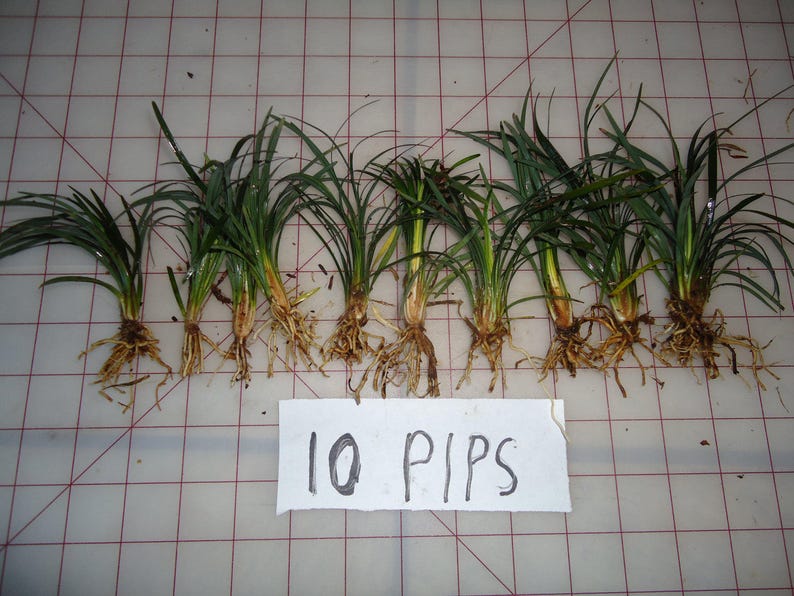 rock garden ground cover evergreen grass! 100 pips Dwarf Mondo grass border