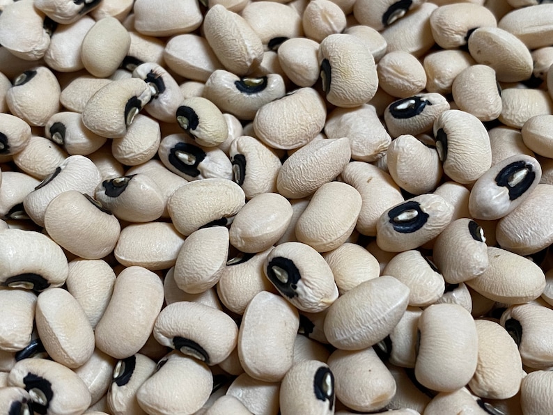 Organic Black Eyed Peas Beans seeds to Grow US Seller 50300 Etsy