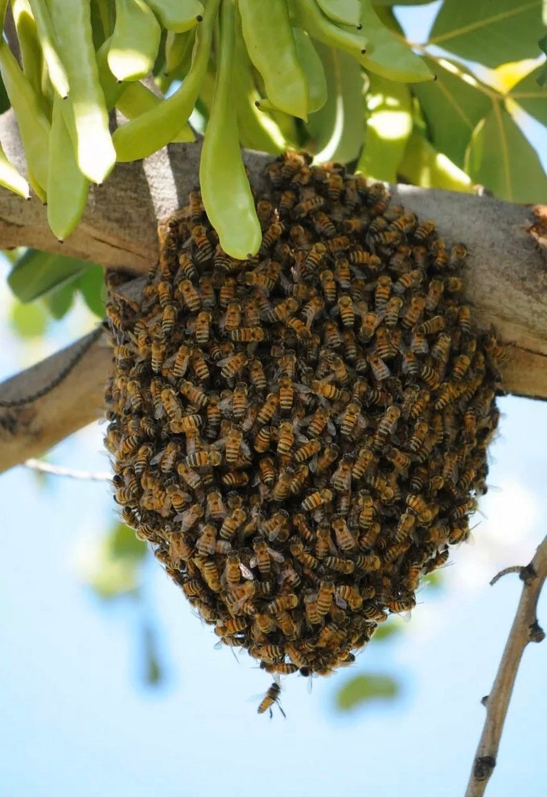 Honey Bee Lures Buy more save more Trap a free swarm of Etsy