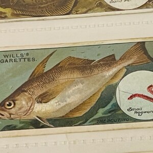 WD HO Wills Cigarettes Tobacco Sammelkarte 1910 Fish Bait Lure #39 Schmollmund Wurm
