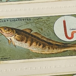 WD HO Wills Cigarettes Tobacco Trading Card 1910 Fish & Bait Burbot #17 lobworm