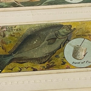 Può includere: Una carta da collezione vintage di sigarette Wills's che raffigura un halibut con il testo "The Halibut" e "Piece of Fish".
