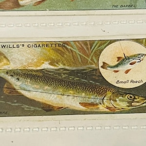 May include: A vintage Wills's Cigarettes trading card featuring a detailed illustration of a pike fish swimming in a river. The card also includes a smaller illustration of a roach fish in a circle with the text "Small Roach".
