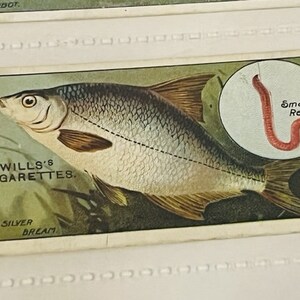 Puede incluir: Un anuncio vintage de cigarrillos Wills's con una carpa plateada con un pequeño gusano rojo en un anzuelo. El texto dice "Wills's Cigarettes. La Carpa Plateada. Pequeño Gusano Rojo."