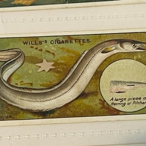 May include: A vintage Wills's Cigarettes trading card featuring a detailed illustration of a long, slender, silver-grey eel with a dark grey head. The text "WILLS'S CIGARETTES" is printed in black at the top of the card. The text "THE CONGER" is printed in black at the bottom left corner of the card. The text "A large piece of Herring or Pilchard" is printed in black at the bottom right corner of the card.
