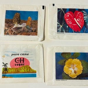 CH sugar packet Hawaii flowers tiki lot floral sign paper ephemera advertising vtg memorabilia 1960s C and H Anthurium Hibiscus Silver Sword