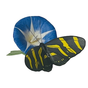 Puede incluir: Una mariposa a rayas negras y amarillas descansa cerca de una flor de gloria de la mañana azul y blanca. Las alas de la mariposa tienen un patrón distintivo, y los pétalos de la flor son de un azul vibrante.