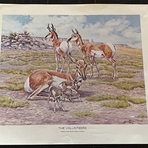 Ben Cooper Western Art Cowboy Animal Print Decor 14X11 Volunteers Antelope deer stag buck doe BC3