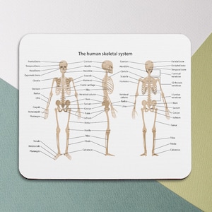 May include: A diagram of the human skeletal system with labels for each bone. The diagram shows the front and back views of the skeleton.