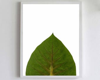 Green Leaf Botanical Print - Taro Leaf Wall Art - Tropical Decor - Hawaiian Kalo Art Print - Minimalist Decor - Big Leaf Poster Unframed