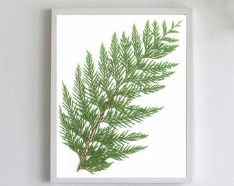Western Red Cedar Print: Pacific Northwest Forest Art