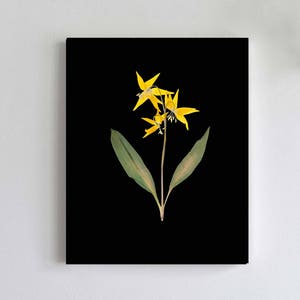 Glacier Lily Botanical Print with Black Background - Yellow Lily on Black - Pressed Flower Art