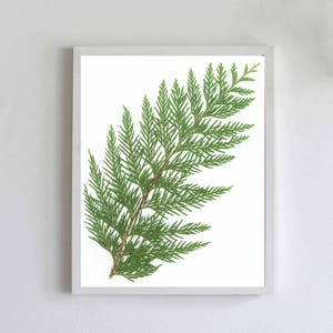 Cedar Tree Print - Tree Wall Art - Pacific Northwest Nature Art - Forest Art - Western Red Cedar