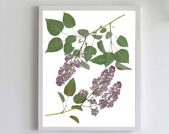 Lilac Botanical Print, Spring Flower, Pressed Plant, Botanical Art, Herbarium, Nature Decor, Purple Lilac, Flower Lover Gift, Gardener Gift