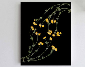Pressed Yellow Lotus Flowers Print on Black Background - Dark Floral Botanical Print of Lotus corniculatus - Black Botanicals Art