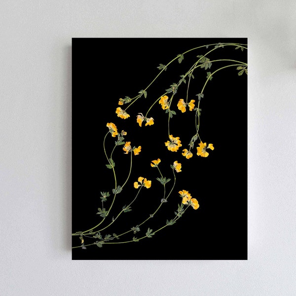 Geperste gele lotusbloemen print op zwarte achtergrond - donkere bloemen botanische print van Lotus corniculatus - zwarte botanische kunst